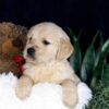 Image of Brady, a Golden Retriever puppy