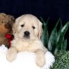 Image of Brady, a Golden Retriever puppy