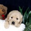 Image of Brady, a Golden Retriever puppy