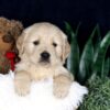 Image of Brady, a Golden Retriever puppy