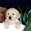 Image of Brady, a Golden Retriever puppy