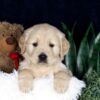 Image of Brady, a Golden Retriever puppy