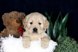 Image of Brady, a Golden Retriever puppy