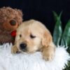 Image of Brant, a Golden Retriever puppy