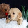 Image of Brant, a Golden Retriever puppy