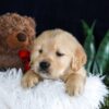 Image of Brant, a Golden Retriever puppy