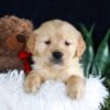 Image of Brant, a Golden Retriever puppy