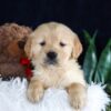 Image of Brant, a Golden Retriever puppy