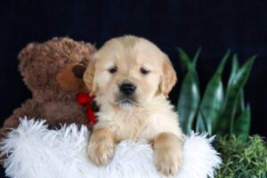 Image of Brant, a Golden Retriever puppy