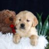 Image of Brant, a Golden Retriever puppy