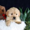 Image of Brant, a Golden Retriever puppy