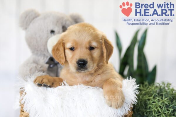 Image of Brock, a Golden Retriever puppy