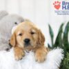 Image of Brock, a Golden Retriever puppy