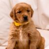 Image of Brooke, a Golden Retriever puppy