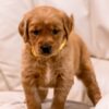 Image of Brooke, a Golden Retriever puppy