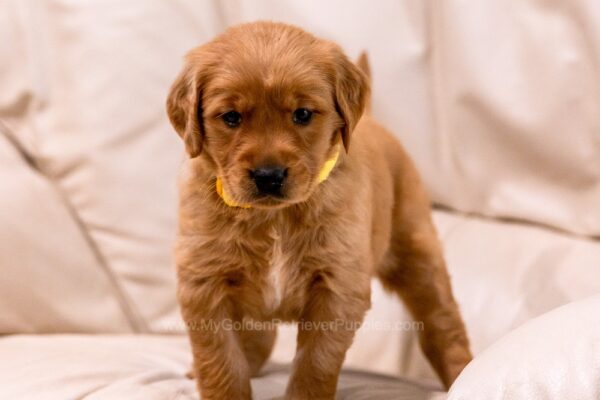 Image of Brooke, a Golden Retriever puppy