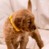 Image of Brooke, a Golden Retriever puppy