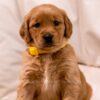 Image of Brooke, a Golden Retriever puppy