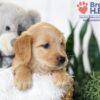 Image of Brooklyn, a Golden Retriever puppy