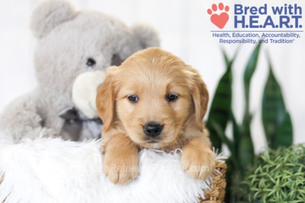 Image of Brooklyn, a Golden Retriever puppy