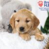 Image of Brooklyn, a Golden Retriever puppy