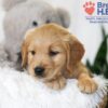 Image of Brooklyn, a Golden Retriever puppy