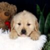 Image of Brooks, a Golden Retriever puppy