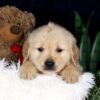 Image of Brooks, a Golden Retriever puppy