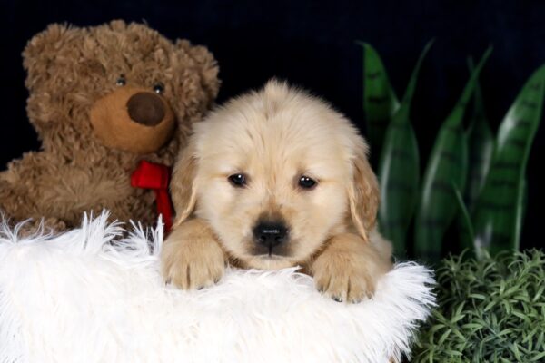 Image of Brooks, a Golden Retriever puppy