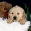 Image of Brooks, a Golden Retriever puppy