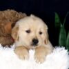 Image of Brooks, a Golden Retriever puppy