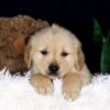 Image of Brooks, a Golden Retriever puppy