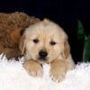 Image of Brooks, a Golden Retriever puppy