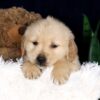 Image of Brooks, a Golden Retriever puppy