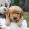 Image of Cash, a Golden Retriever puppy