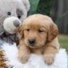 Image of Cash, a Golden Retriever puppy