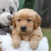 Image of Cash, a Golden Retriever puppy