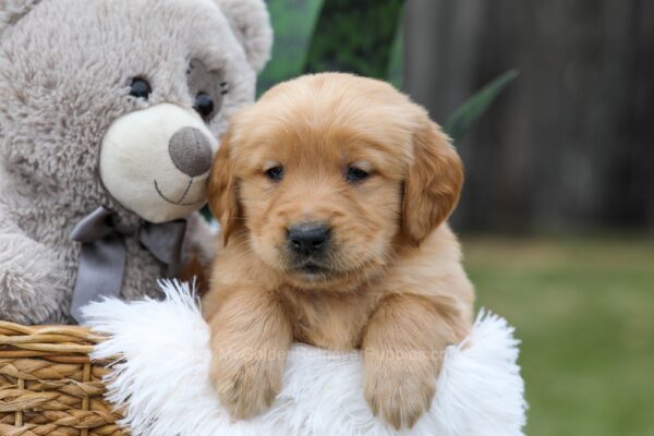 Image of Cash, a Golden Retriever puppy