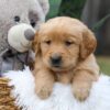 Image of Cash, a Golden Retriever puppy