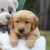 Image of Cash, a Golden Retriever puppy