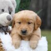 Image of Cash, a Golden Retriever puppy