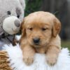 Image of Cash, a Golden Retriever puppy