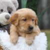 Image of Cash, a Golden Retriever puppy