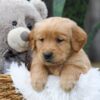 Image of Cash, a Golden Retriever puppy