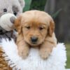 Image of Cash, a Golden Retriever puppy