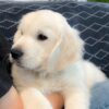 Image of Caspian, a Golden Retriever puppy