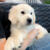 Image of Caspian, a Golden Retriever puppy