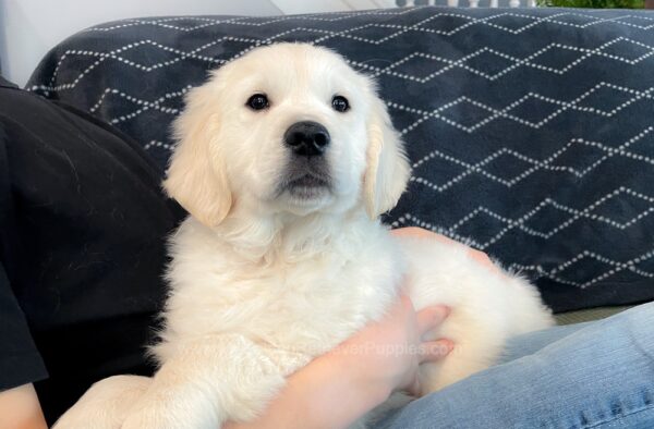 Image of Caspian, a Golden Retriever puppy