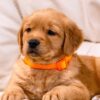 Image of Clover, a Golden Retriever puppy