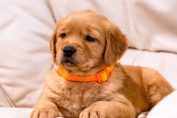 Image of Clover, a Golden Retriever puppy